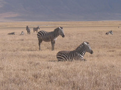 06tanzania: Ngorongoro crater 8th Wonder 02 Ngorongoro, ンゴロンゴロ